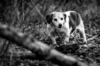 puppy